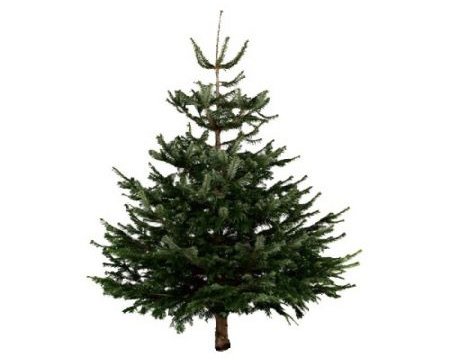 brad-natural-calitate-bronz-175-200-cm