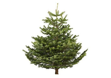 brad-natural-normandian-calitate-bronz-125-150-cm